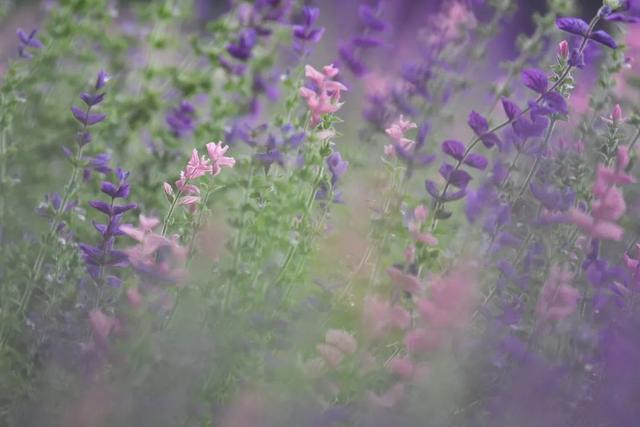 朗诵：好好爱自己，比什么都重要