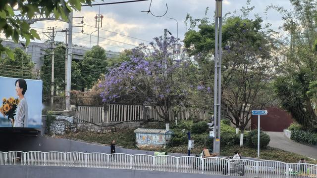 灵巧火车2：昨天路过一条路上，昆明的蓝花