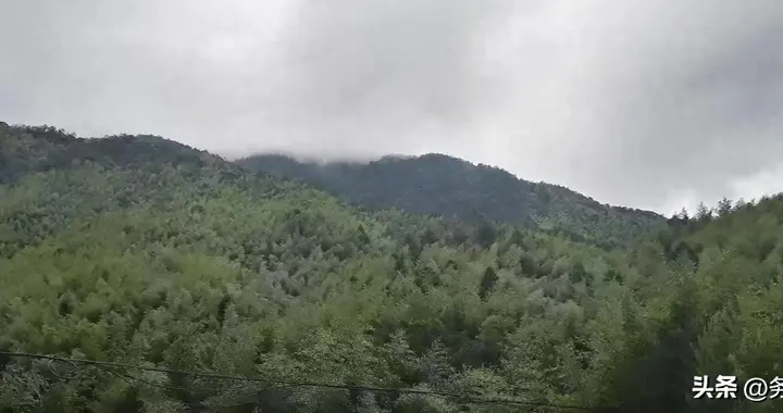 国家二级保护植物兰草的株数与价值应当如何认定？