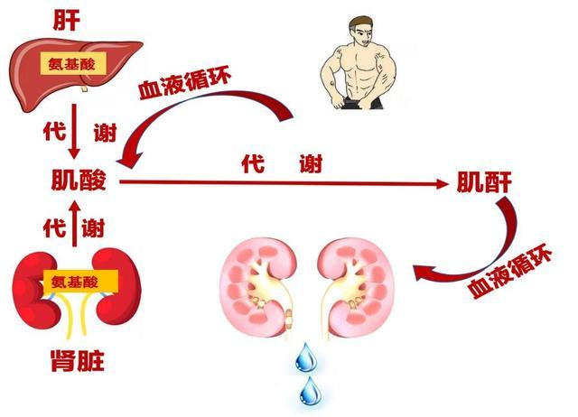 关于肌酐的30个常识，你都了解吗？
