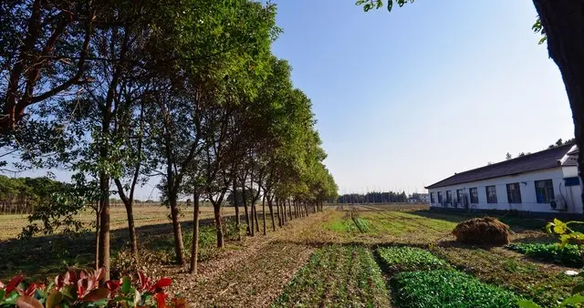 散文：怀念在上海的日子