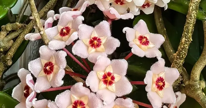 辽宁一男子太会养球兰了，“1年疯狂爆花5次”，太美太壮观了～