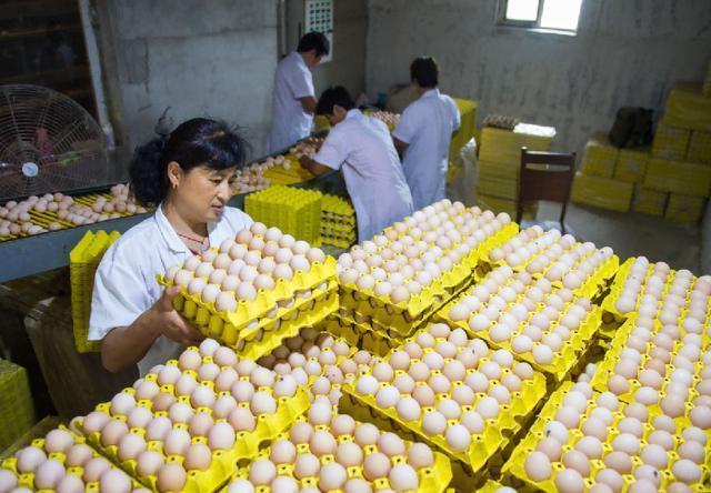 美国疯狂进口鸡蛋，中国蛋农却亏惨了？背后原因让人心疼！
