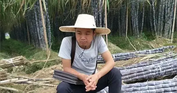 甘蔗哥增设入场费后仍迎来上千游客