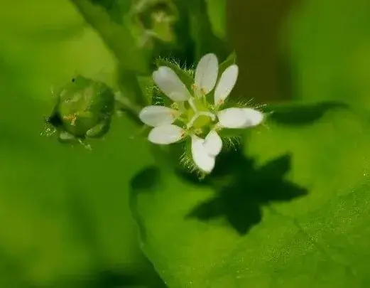 繁缕：田间常见杂草，茎叶和种子有药用价值
