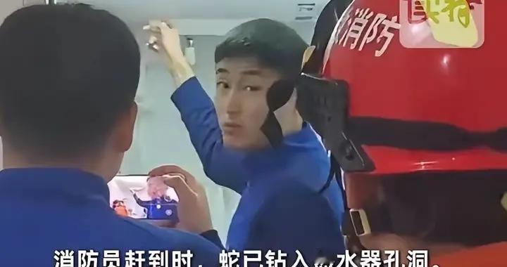 浴室惊魂！女子凌晨洗澡，抬头见蛇盘插线板 网友：这澡洗得真刺激