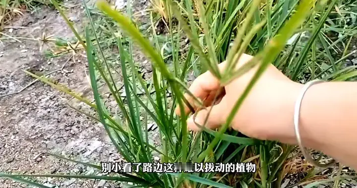路边不起眼的小草，却有着顽强的生命力！