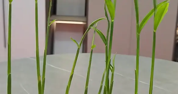 北京一姑娘“把生姜当绿植”养在客厅走红，网友：好美，好高级