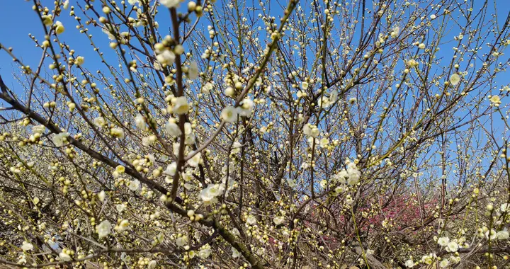 基础教育资源如何配置——学习“十五五”规划建议体会之二