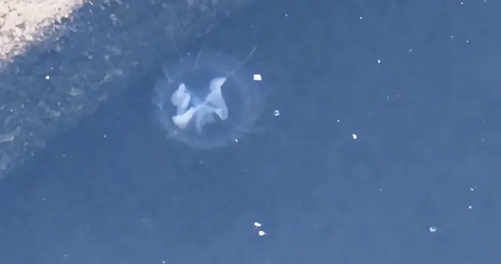 极为罕见！山东男子湖边散步时发现，目测有几十只