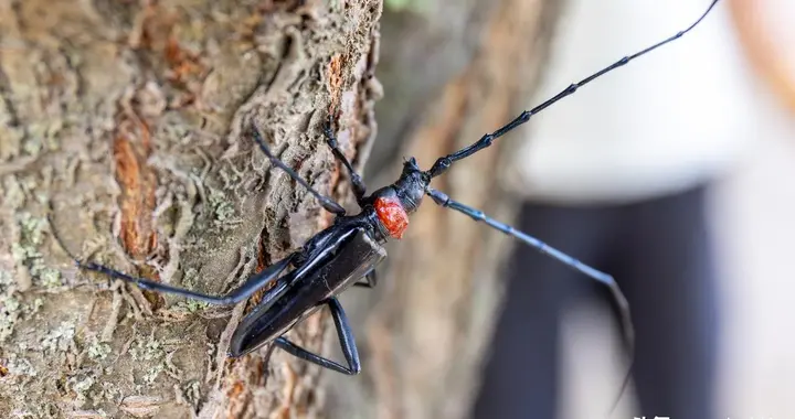 果树主枝有蛀虫？别慌，妙招来啦！