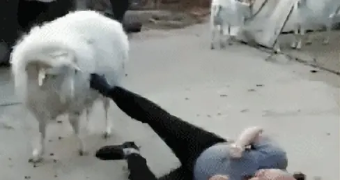 为什么羊没能成为人类的宠物？网友：有死亡风险的事咱不干