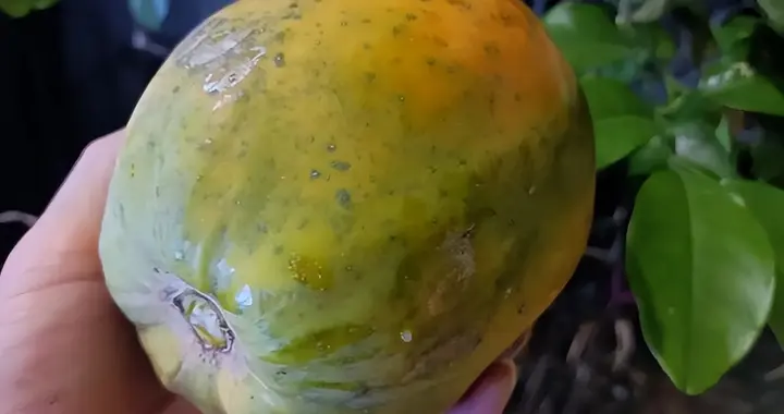 它是天然的化湿高手，肝囊肿结节人群更要多吃，看你吃过没有？