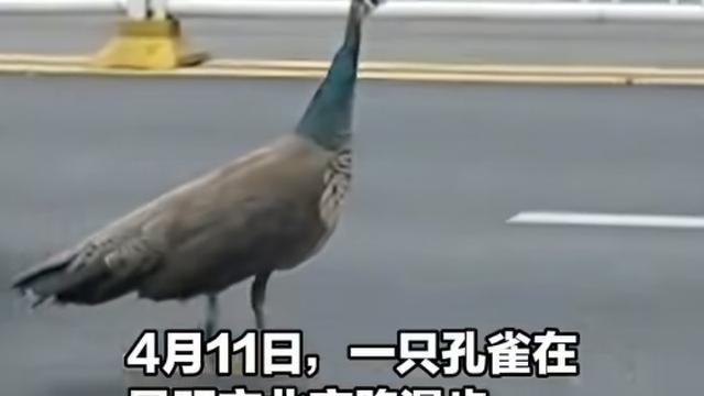 赛尔先锋小队：4月11日，云南昆明。一只