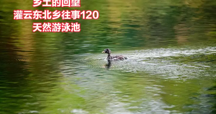 灌云东北乡往事（120）——天然游泳池