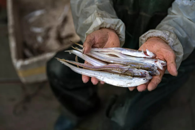 以前2毛/斤卖不掉，如今3500元/斤买不到，长江刀鱼发生了什么？