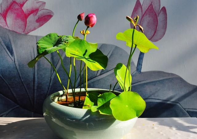菜莲和碗莲有什么不同