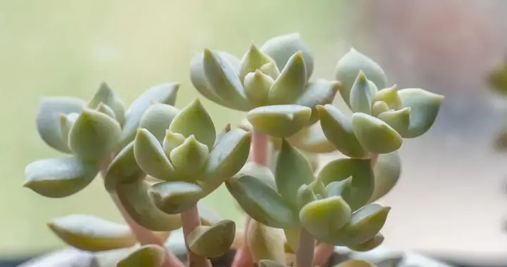 别再瞎用网红养花偏方了！这5个妙招全是坑，正在养死你家的花