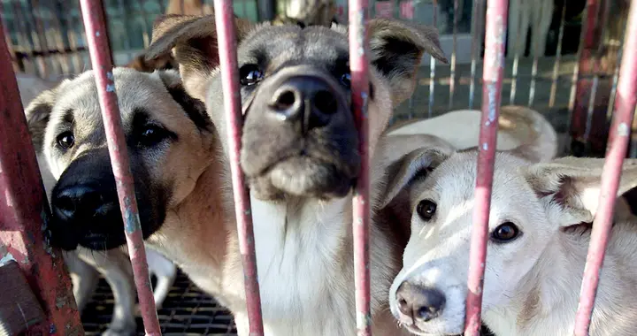 日本拟推动《犬猫食禁止法》！部分中餐馆面临调整！