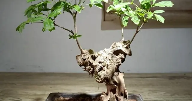 路边随便挖的野黄荆，养了3年有人出1.8万我都没舍得卖