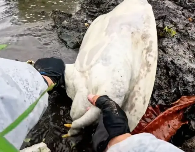 好心办坏事？广东小伙钓起一只十多斤老鳖转身就放了，却惹来非议