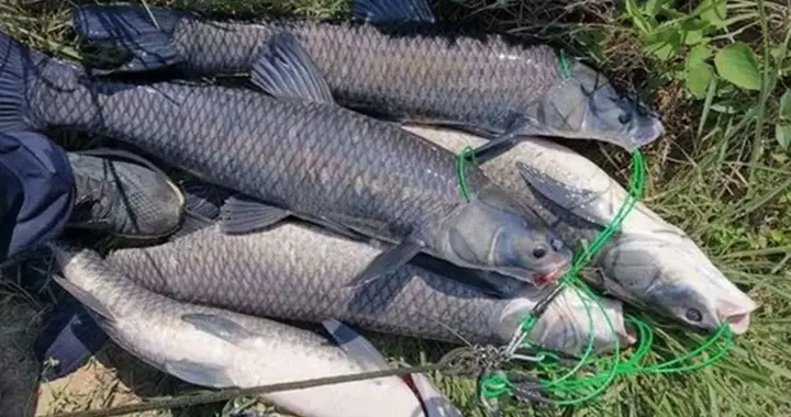 初夏野钓爆护秘诀，4款自制窝料通杀多鱼种