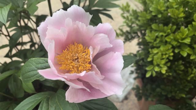 蒋华勤：芍药花