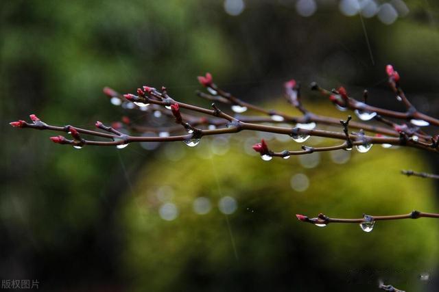 早春赏读李商隐美诗《谒山》：从来系日乏长绳，一杯春露冷如冰