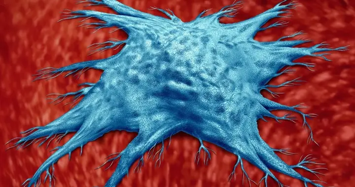 科学家发现了一种能延缓衰老的特殊免疫细胞