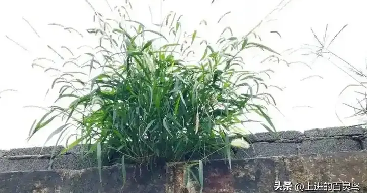 高畅为流量无下限，从支持许姚变为黑粉又变铁粉，反转比剧还精彩