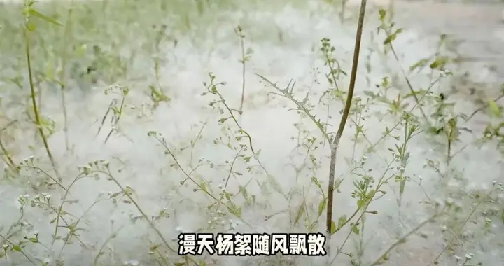 杨柳絮飞满天，影响生产生活。绝不能简单一絮障目而毁掉整个杨柳