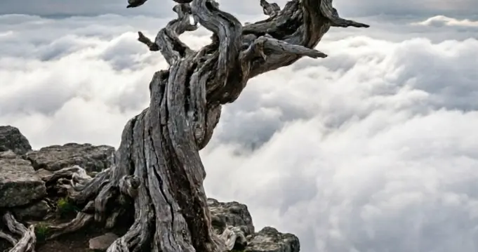 偏印：有一类人，注定要在孤独中开花