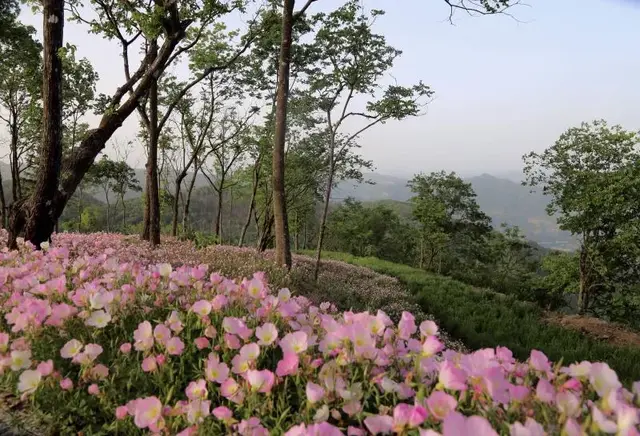 神奇的云顶花园清晨