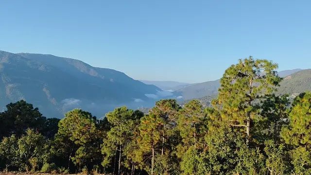 放羊老倌眼里的草情木意：草木之爱