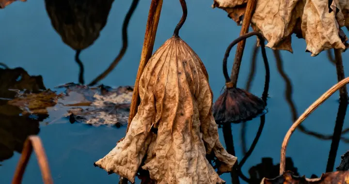 残笺：冬荷的寂灭与重生