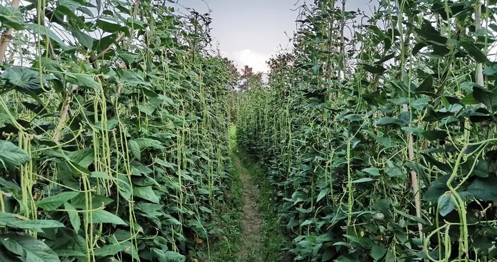 豆角高产秘诀，种植和管理切记六个要点，豆角一茬一茬摘不完