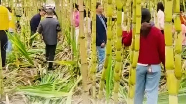 喜子影视短剧：游客20天清空50亩甘蔗