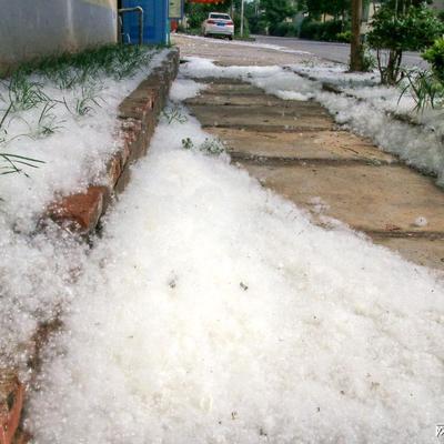 裴姐：北京飞絮的杨柳树，真的能全砍了吗？