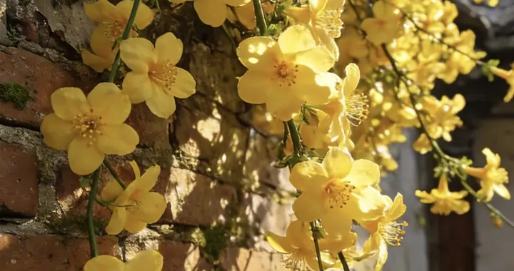 春风裹香拂人间，世间欢喜尽在眼前