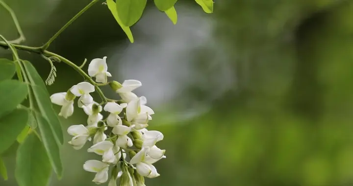 葛维汉与四川宜宾：一个人和一座城的缘分（上）