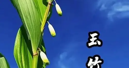 玉竹，有个很文艺的名字叫葳蕤‌