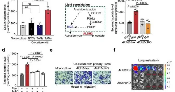 癌细胞的代谢“策反” | 科技前线