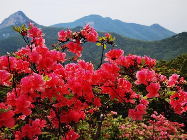 婆婆：儿媳妇孝顺公婆，给公婆买房是应该的，儿媳二话没说离婚了
