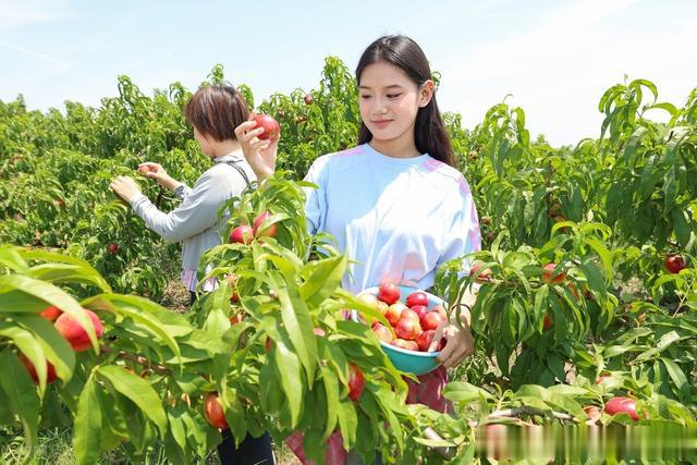 湖北枣阳：“中国桃之乡”油桃抢“鲜”上市，铺就乡村振兴“甜蜜