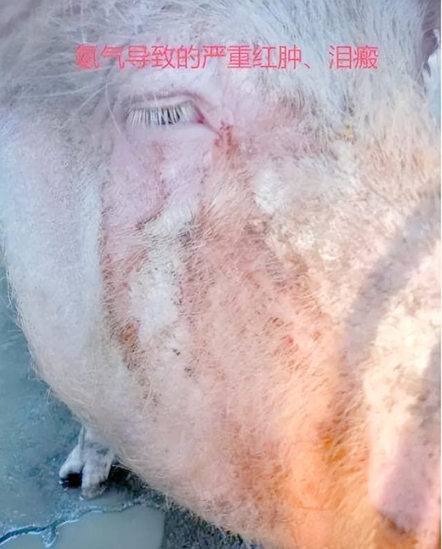 水泡粪猪场低成本快速除氨臭技术