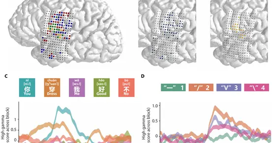 脑机接口新突破：实时解码中文，复旦华山医院团队，让思维直接说话 | 光锥读论文