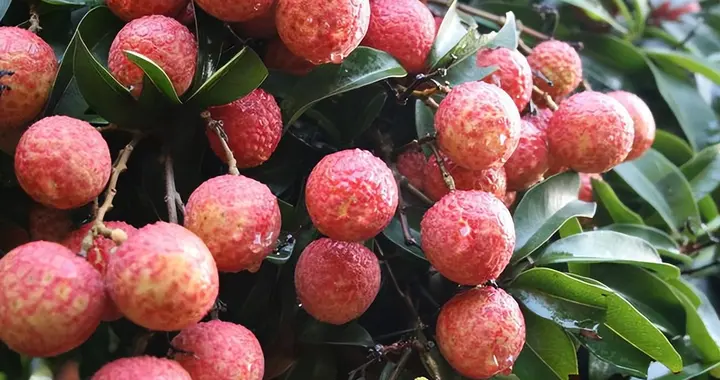 世间珍果更无加——明代咏荔枝诗赏析