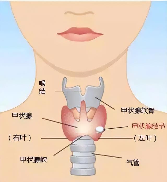 你还在熬夜吗？你熬的不是夜，而是甲状腺的寿命！