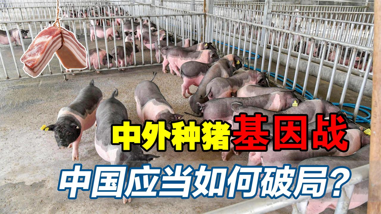 猪肉为何没有以前香了？中华土猪濒临灭绝，中国应当如何破局？