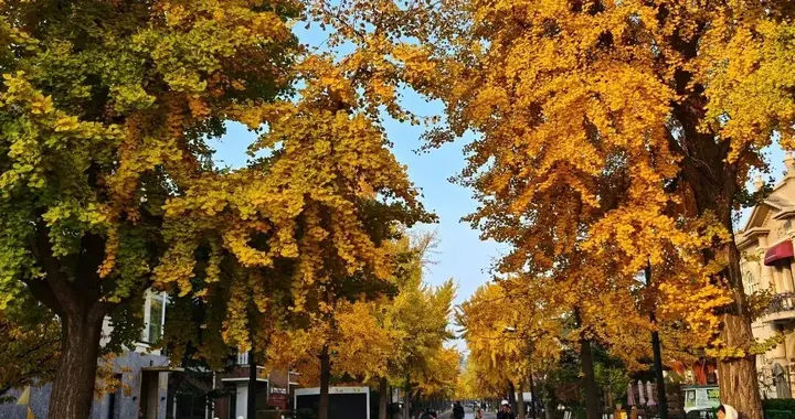 大连市内最火银杏大道正当时，满地金黄，快来打卡吧